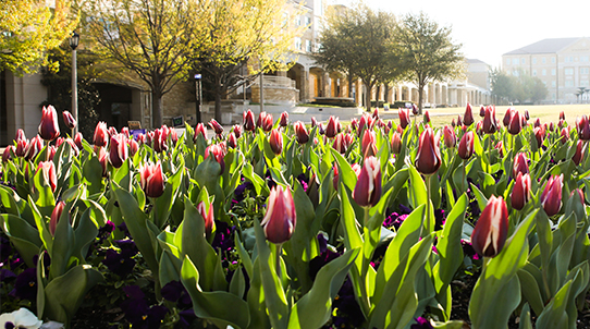 Texas Christian University 