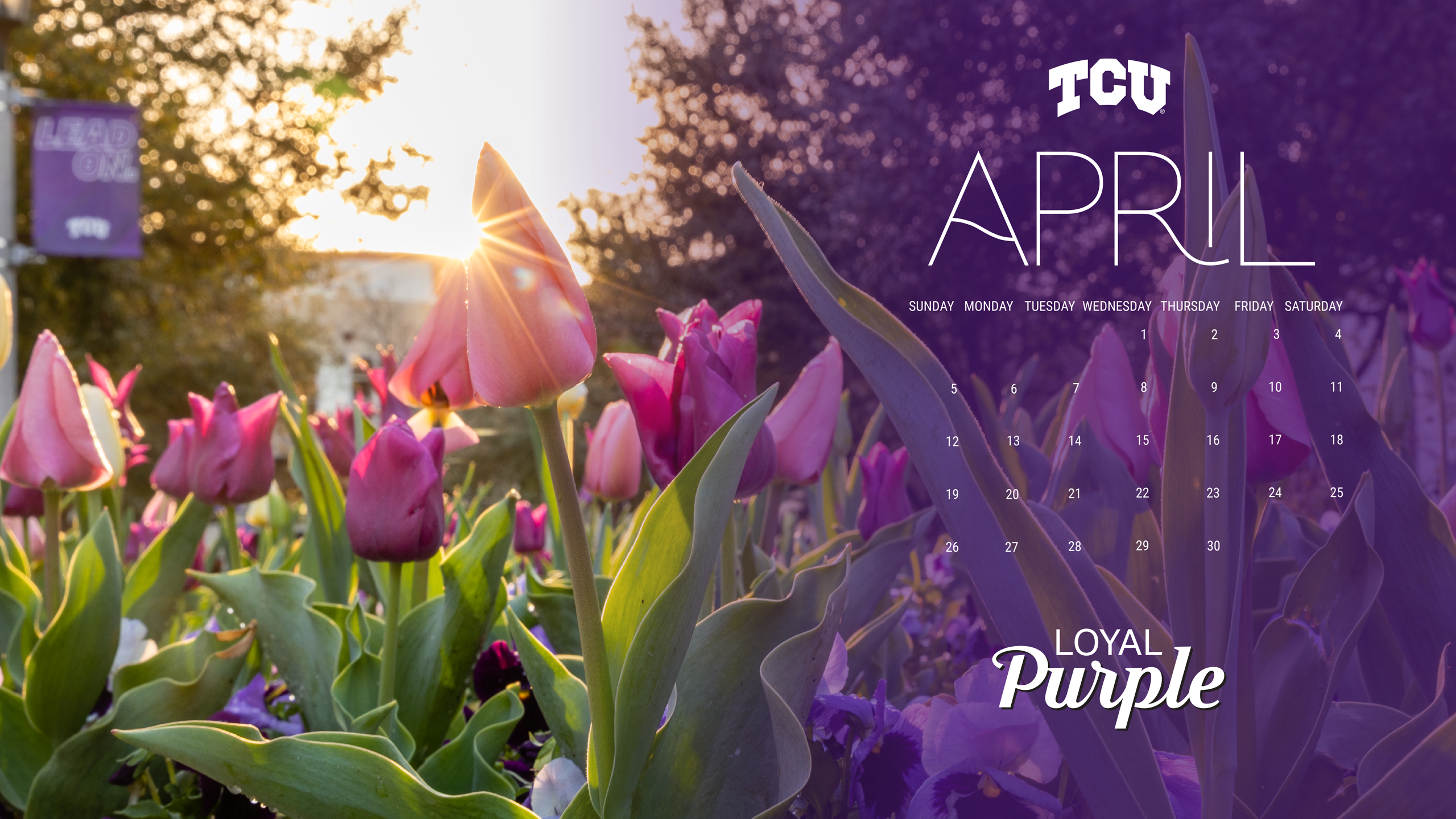 Loyal Purple Zoom Background